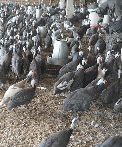 Image ferme